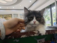-瑞鹏·疫苗·绝育·宠物医院(金沙洲店)
