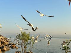 -深圳湾公园(南山区)