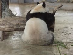 -海南热带野生动植物园