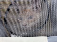-安安宠医宠物医院·异宠·犬猫内科(岳阳分院)