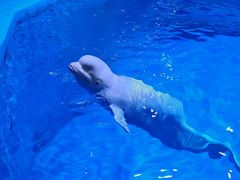 -海合安青岛极地海洋公园