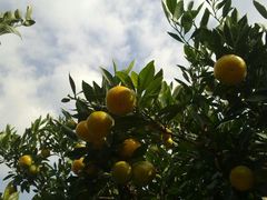 -上海滨江森林公园