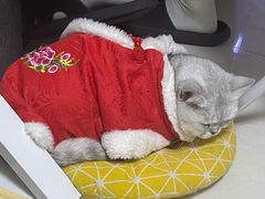 -喵zoo家庭繁育猫舍(尖东智能花园店)