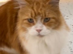 -喵园·猫主题咖啡厅·撸猫·猫咖(国贸店)