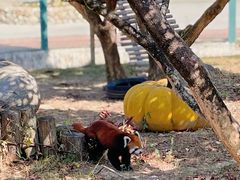 -泉州海丝野生动物世界