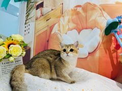 -爱洗澡的猫(望京店)