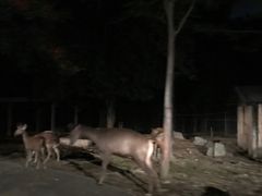 -清迈夜间动物园