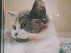 -屋虎猫馆(宝安大仟里店)