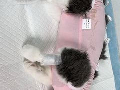 -达爱动物医院·犬猫分区·CT·复杂眼科(远洋山水分院)