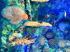 -上海海洋水族馆