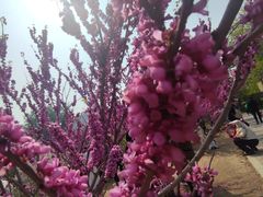 -元大都城垣遗址公园