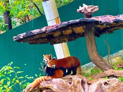 -大连森林动物园