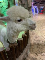 点击看大图 -宝燕乐园(闵行旗舰店)