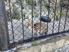 -大连森林动物园