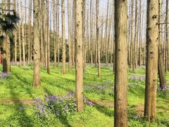 -崇明东平国家森林公园烧烤房车露营地