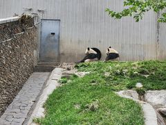 -卧龙中华大熊猫苑神树坪基地