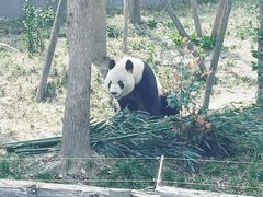-成都大熊猫繁育研究基地
