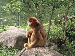 -深圳野生动物园