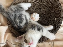 -欣宠猫屋·矮脚拿破仑·蓝金金渐层