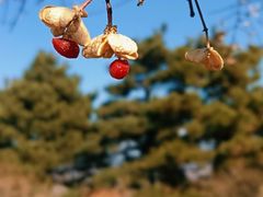 -高尔山公园