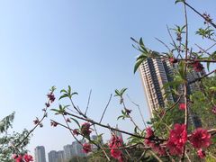 -广东花都湖国家湿地公园