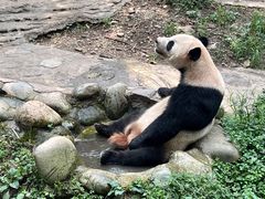 -都江堰中华大熊猫苑