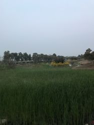 -水八仙生态园