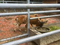 -长白岛森林公园