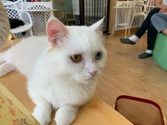 -MOYOYO猫咪咖啡店