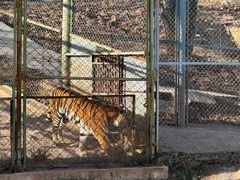 -青藏高原野生动物园