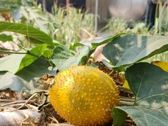 -西双版纳傣族园