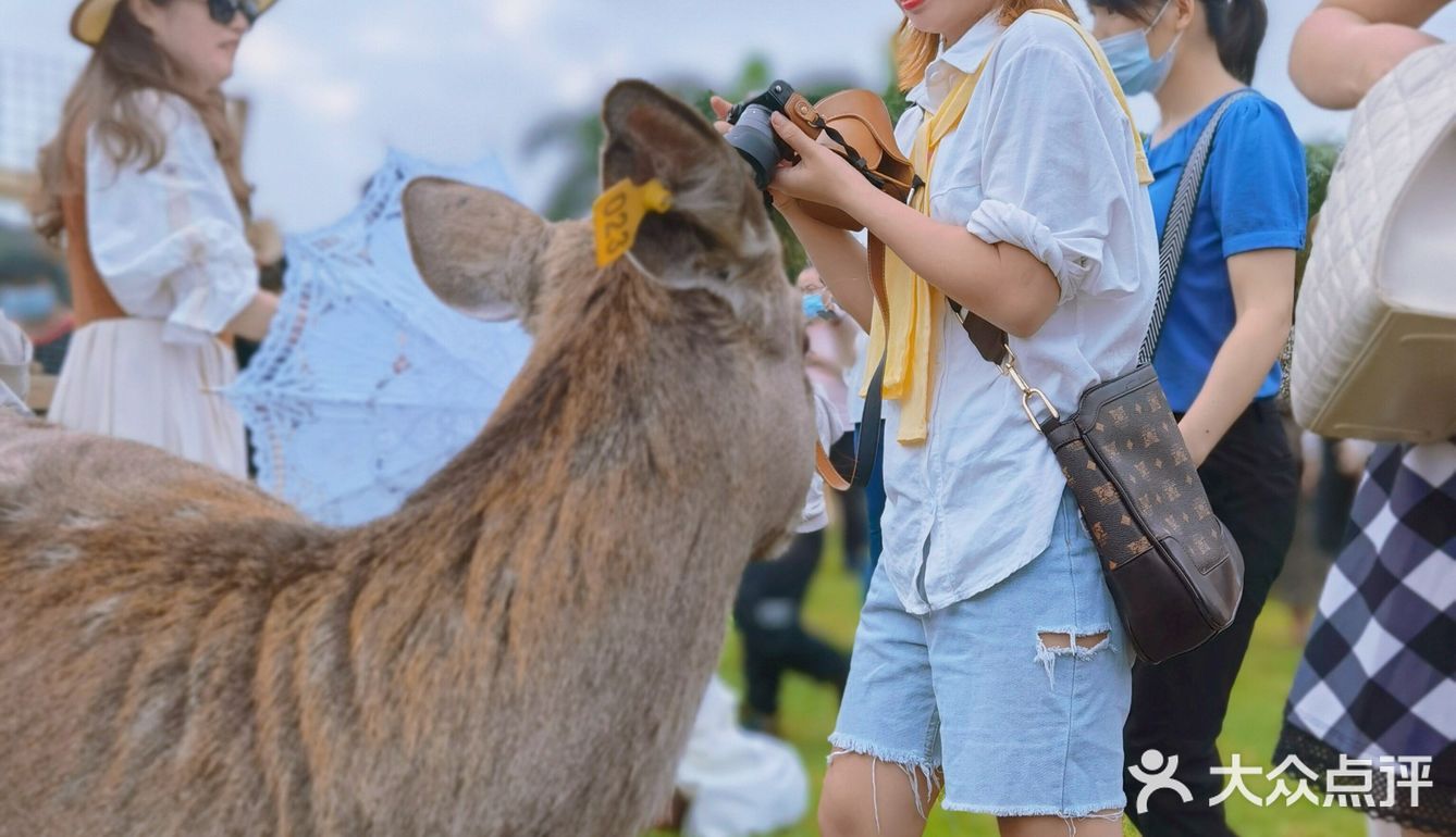 南宁鹿岛公园我来了，凑热闹真的想哭