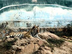 -西霞口神雕山野生动物世界