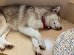 -Husky Go! 哈士奇体验馆·宠物咖啡厅狗咖