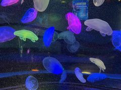 -太平洋海底世界