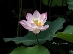 -荔湾湖公园