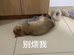 -瑞派康怡24h宠物医院·犬猫医疗中心·微创绝育(瑞景分院)