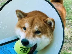 -佛手湖郊野公园