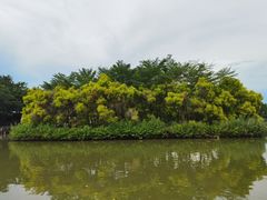 -大湾区中央湿地公园
