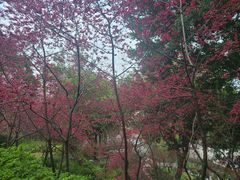 -乌山风景区