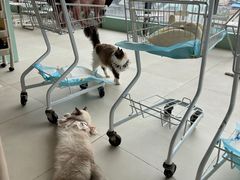 -怪兽屋·羊驼·猫咖·狗咖(俊华广场店)