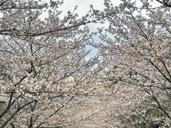 -高东镇樱花园