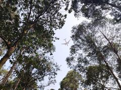 -空港花田景区