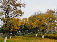 -贡湖湾湿地公园