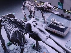 -陕西自然博物馆