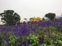 -松山湖梦幻百花洲