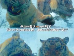 -西霞口神雕山野生动物世界