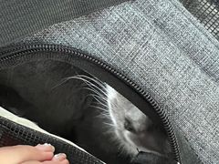 -宠爱国际动物医院·消化内科·心肾内科·ISFM猫友好(望京店)