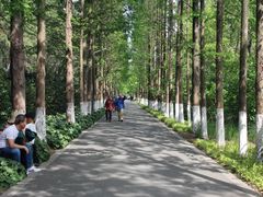 -昆山城市生态森林公园