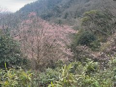 -北仑森林植物园